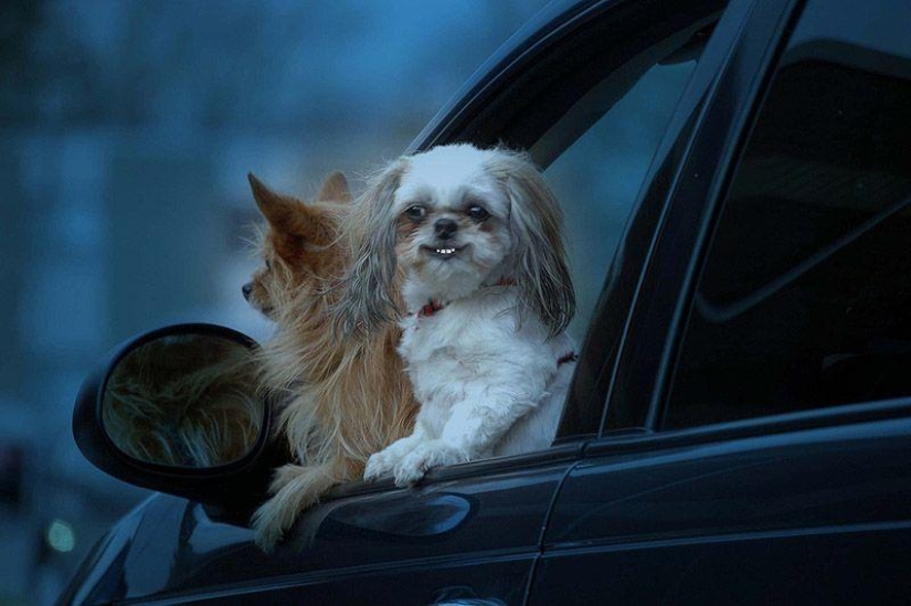 Animals on the go Animals on the go