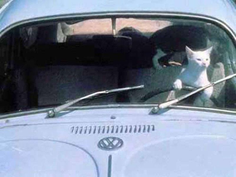 Animals on the go Animals on the go