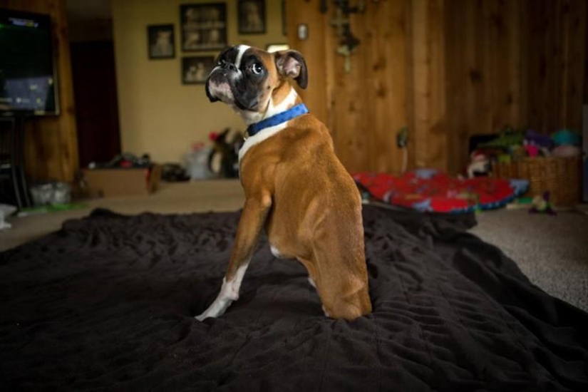 Animals that blew up the Internet