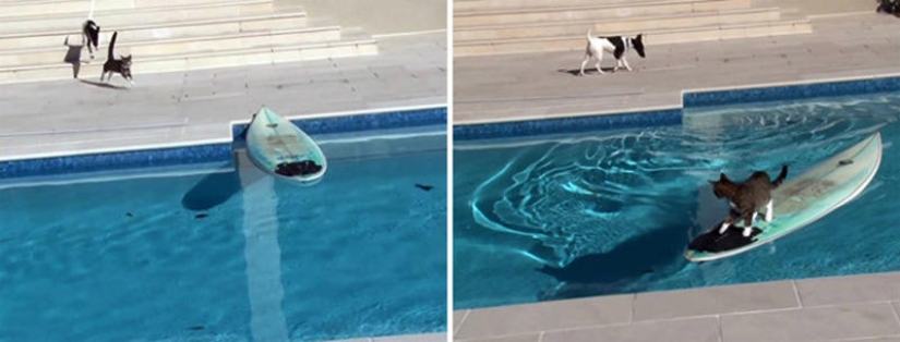 Animals that blew up the Internet