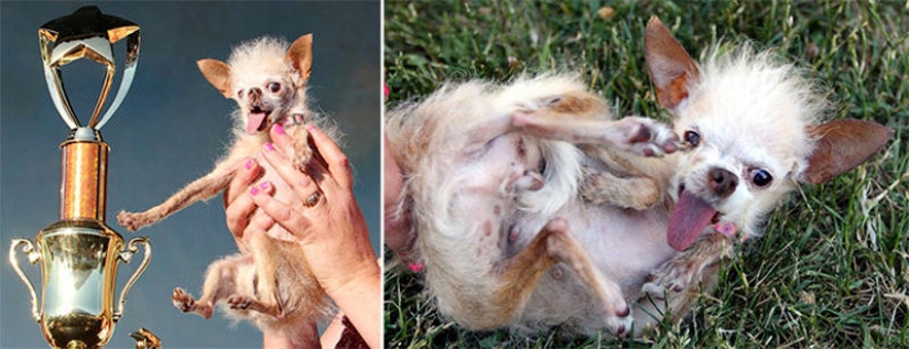 Animals that blew up the Internet