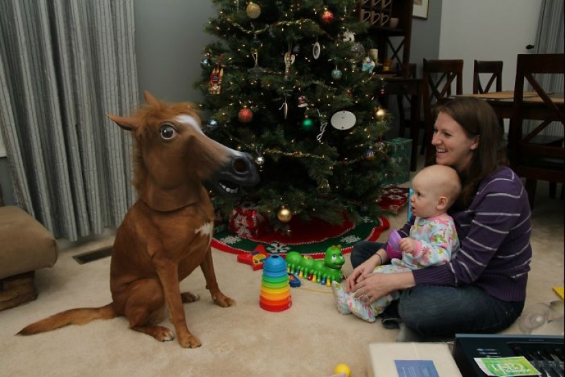Animals that can't stand Christmas and New Year