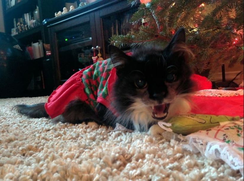 Animals that can't stand Christmas and New Year