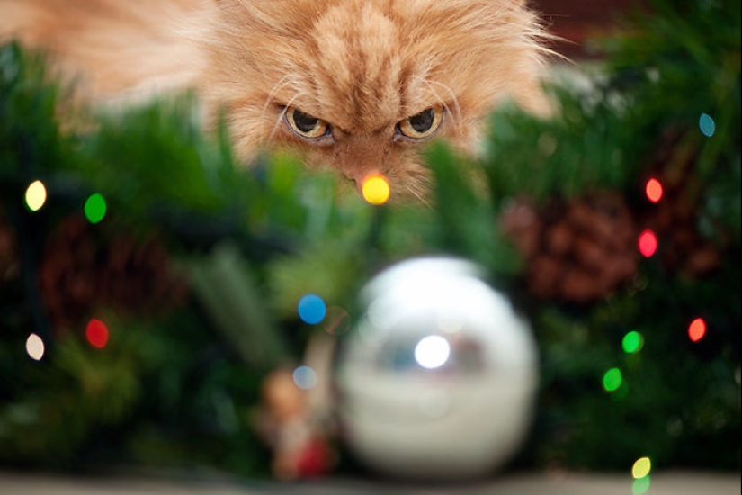 Animals that can't stand Christmas and New Year