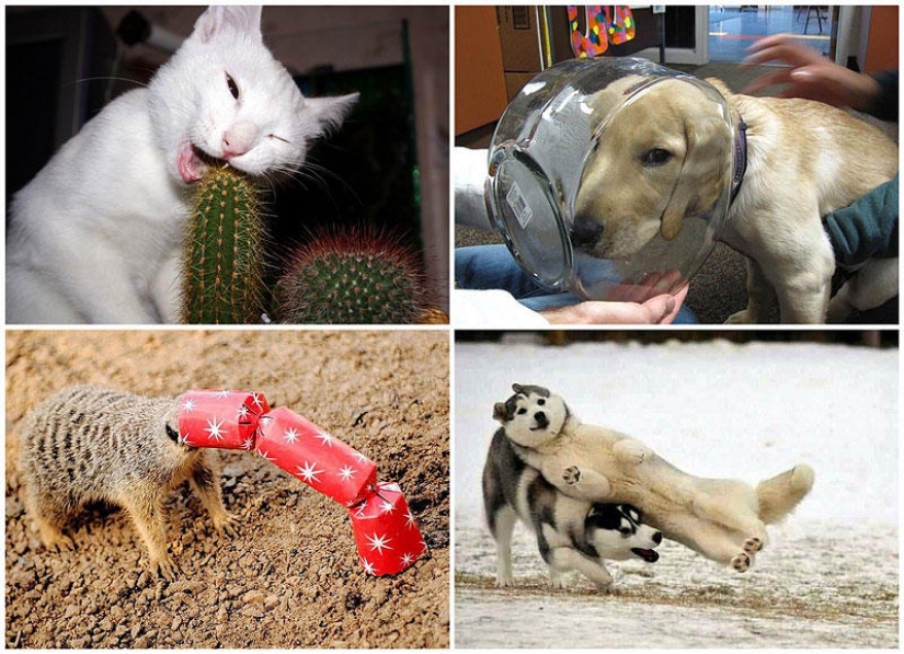 Animals that don't have a good day