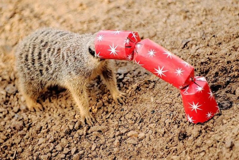 Animals that don't have a good day