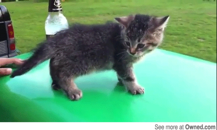 Animals that don't have a good day