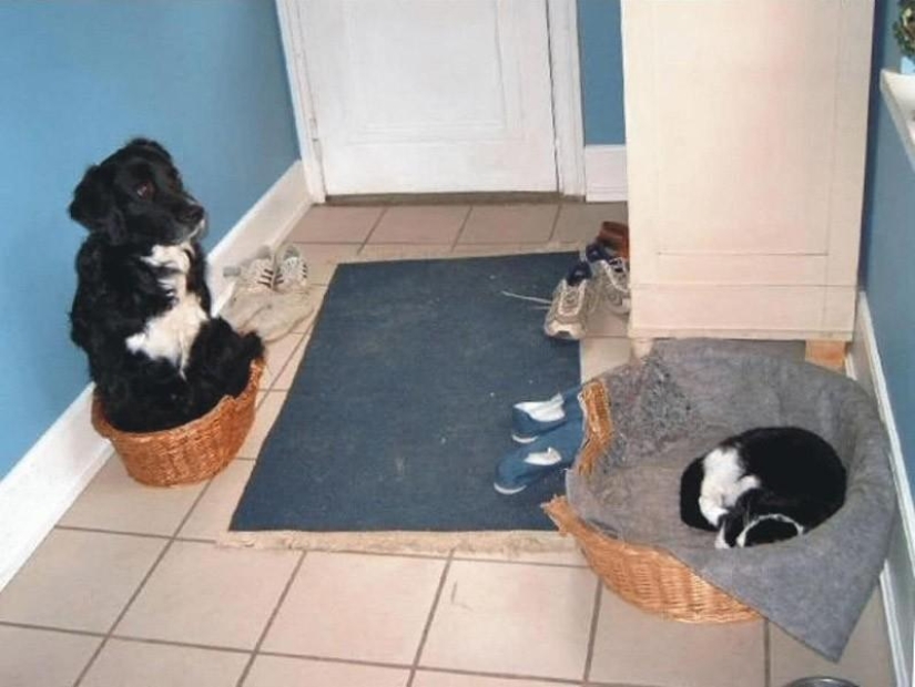 Animals that don't have a good day