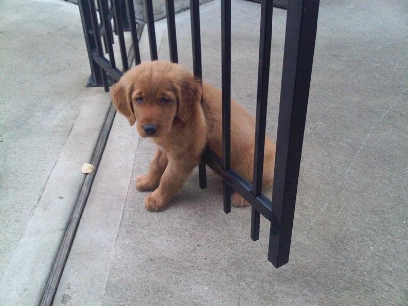 Animals that don't have a good day