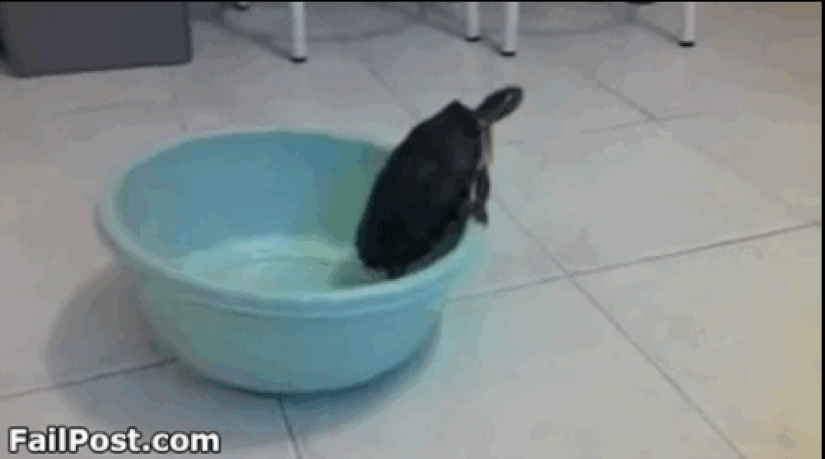 Animals that don't have a good day