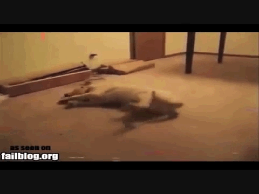 Animals that don't have a good day