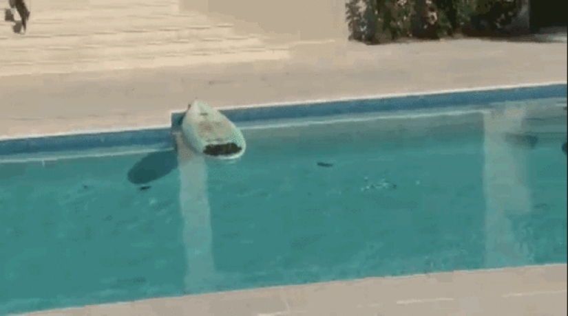 Animals that don't have a good day