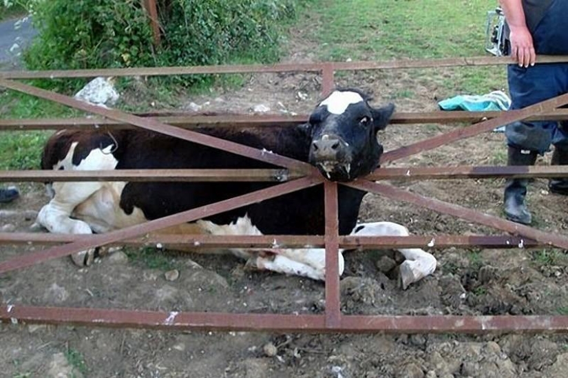 Animals that don't have a good day