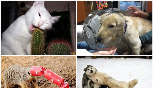 Animals that don't have a good day