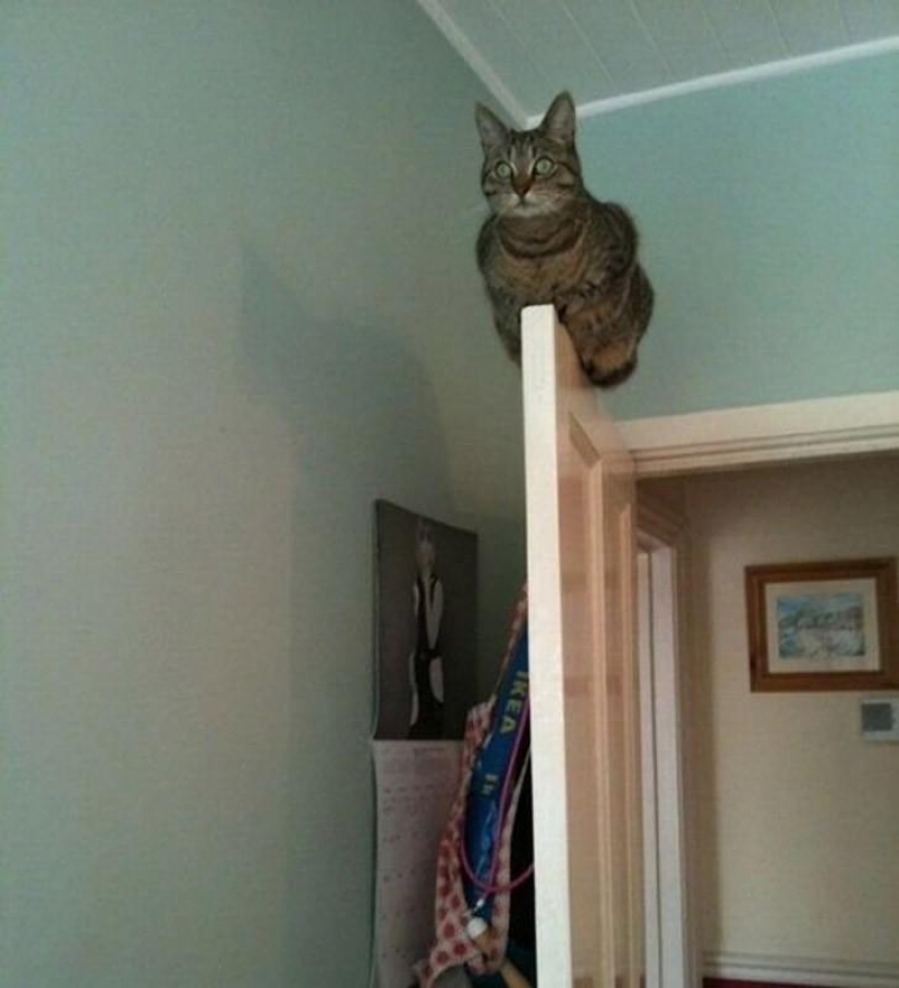 Animals that don't have a good day