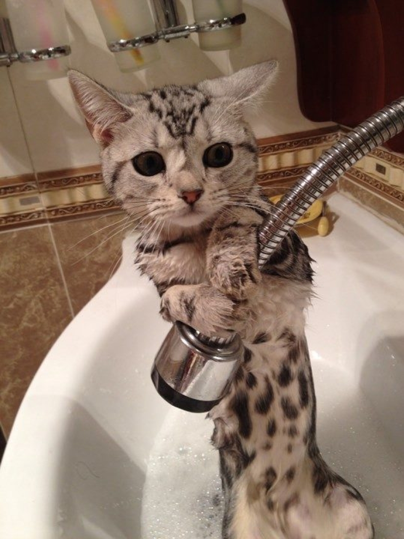 Animals that don't want to bathe