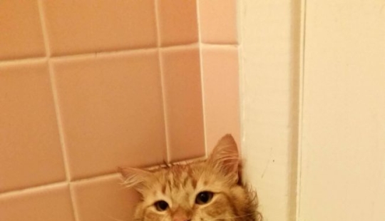 Animals that don't want to bathe