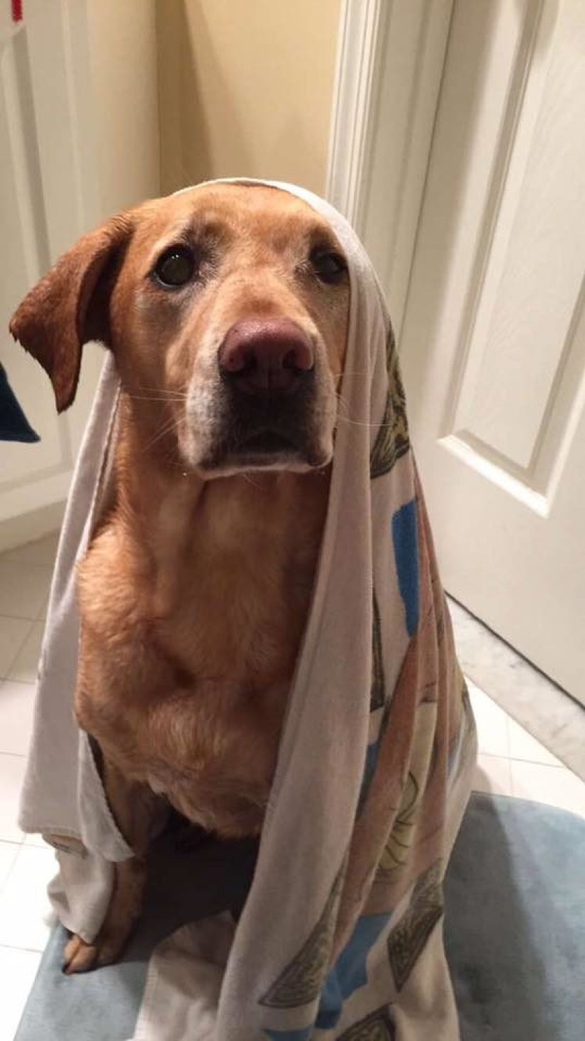 Animals that don't want to bathe