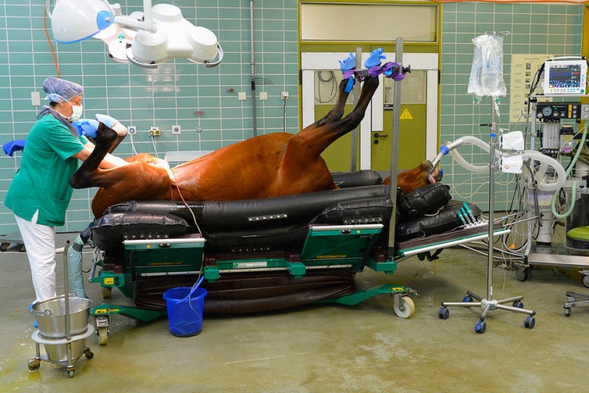 Animals that make news