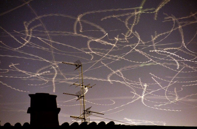 Animals that make news