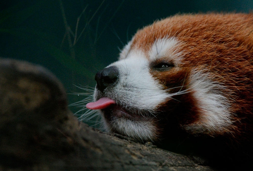 Animals that make news