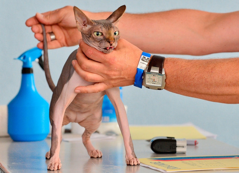 Animals that make news