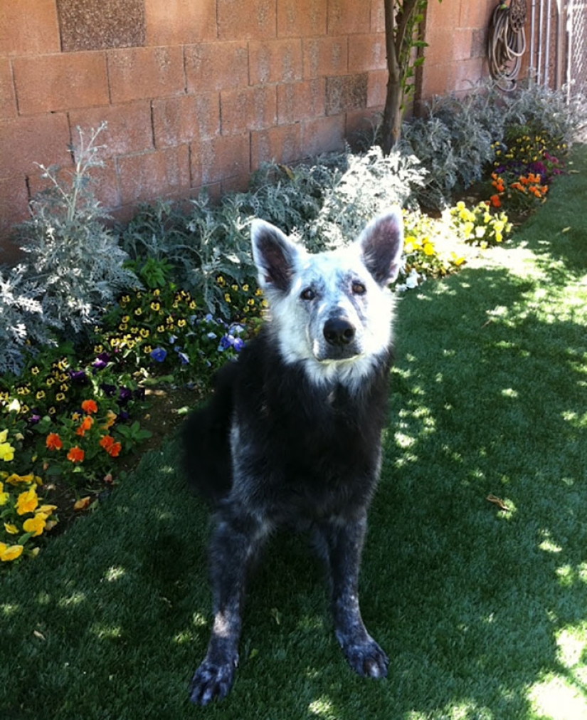 Animals with vitiligo, which seemed to lack paint Animals with vitiligo, which seemed to lack paint