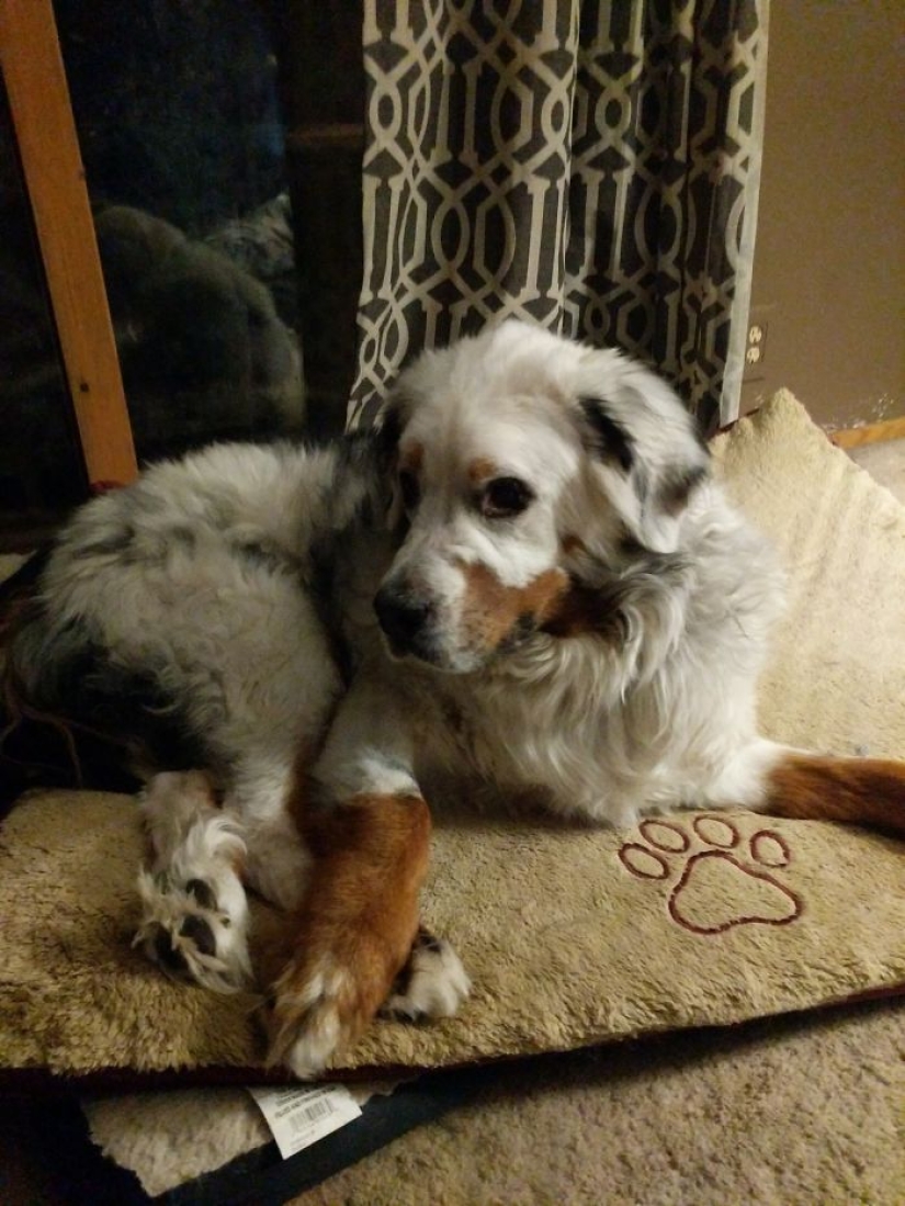 Animals with vitiligo, which seemed to lack paint Animals with vitiligo, which seemed to lack paint