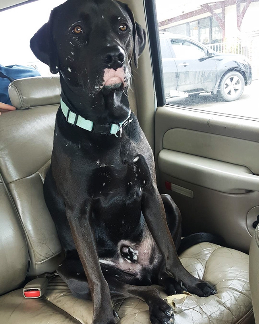 Animals with vitiligo, which seemed to lack paint Animals with vitiligo, which seemed to lack paint