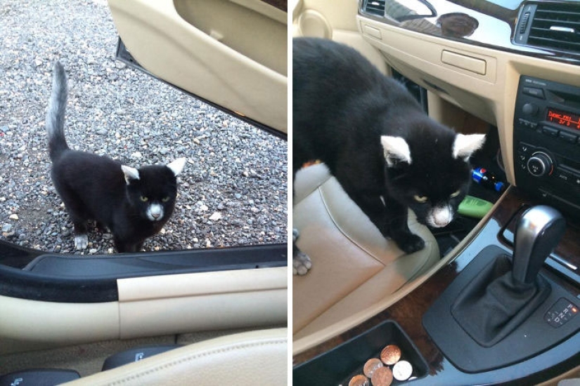 Animals with vitiligo, which seemed to lack paint Animals with vitiligo, which seemed to lack paint