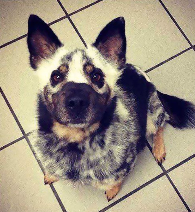 Animals with vitiligo, which seemed to lack paint Animals with vitiligo, which seemed to lack paint