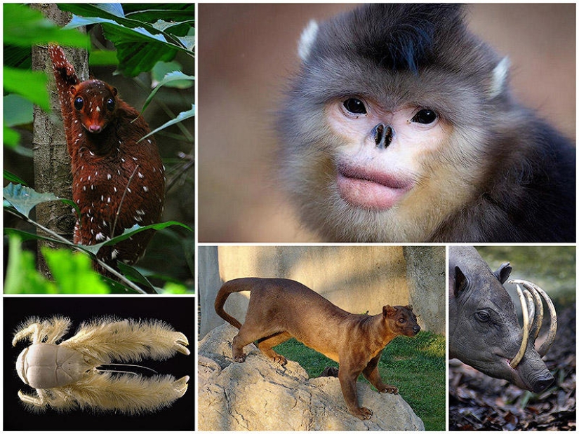 Animals You Didn't Even Know Existed