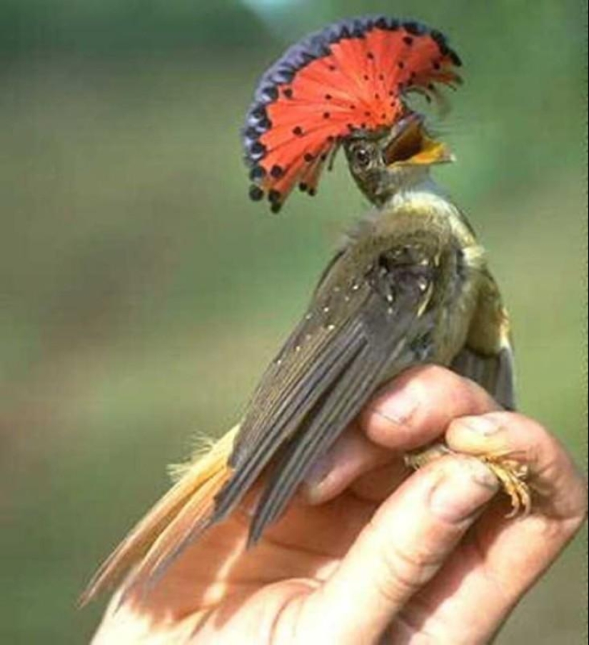 Animals You Didn't Even Know Existed