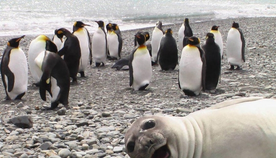 Aprende de los mejores: 20 animales divertidos que pueden arruinar magistralmente cualquier foto