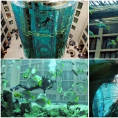 Aquadom - un enorme acuario en el Radisson Blu Hotel