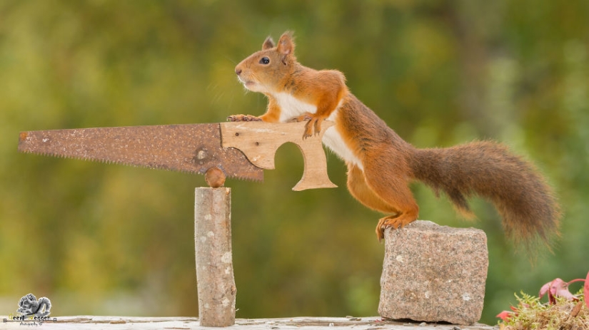 Ardillas desde la ventana: ¡es increíble!