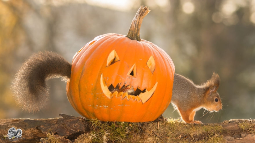 Ardillas desde la ventana: ¡es increíble!