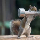 Ardillas musculosas: nadie más les robará las nueces este verano