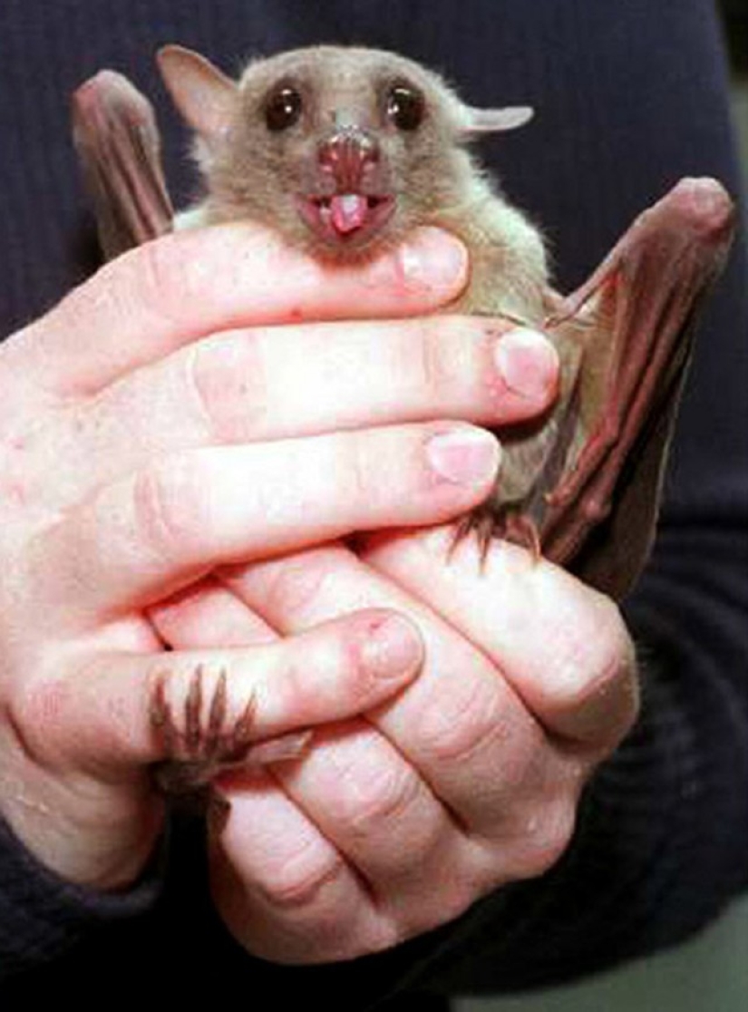 Are you still afraid of bats? Then we go to you!