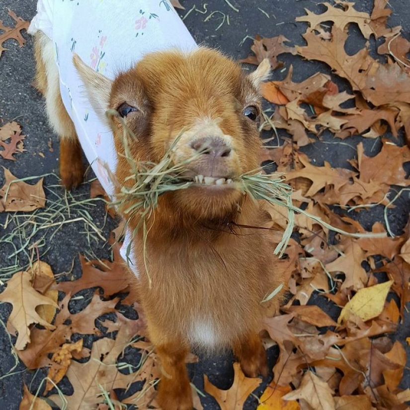 Arribista renunció al trabajo duro para criar cabras huérfanas Arribista renunció al trabajo duro para criar cabras huérfanas