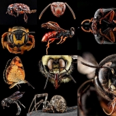 Arthropods - nowhere closer