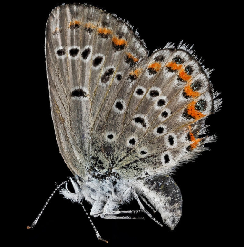 Arthropods - nowhere closer