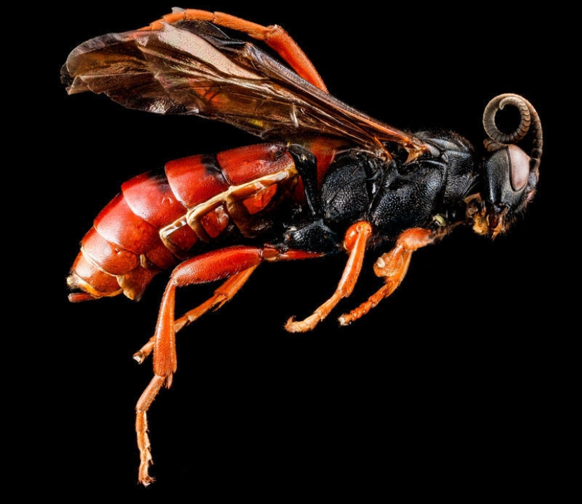 Artrópodos: nada más cerca Artrópodos: nada más cerca