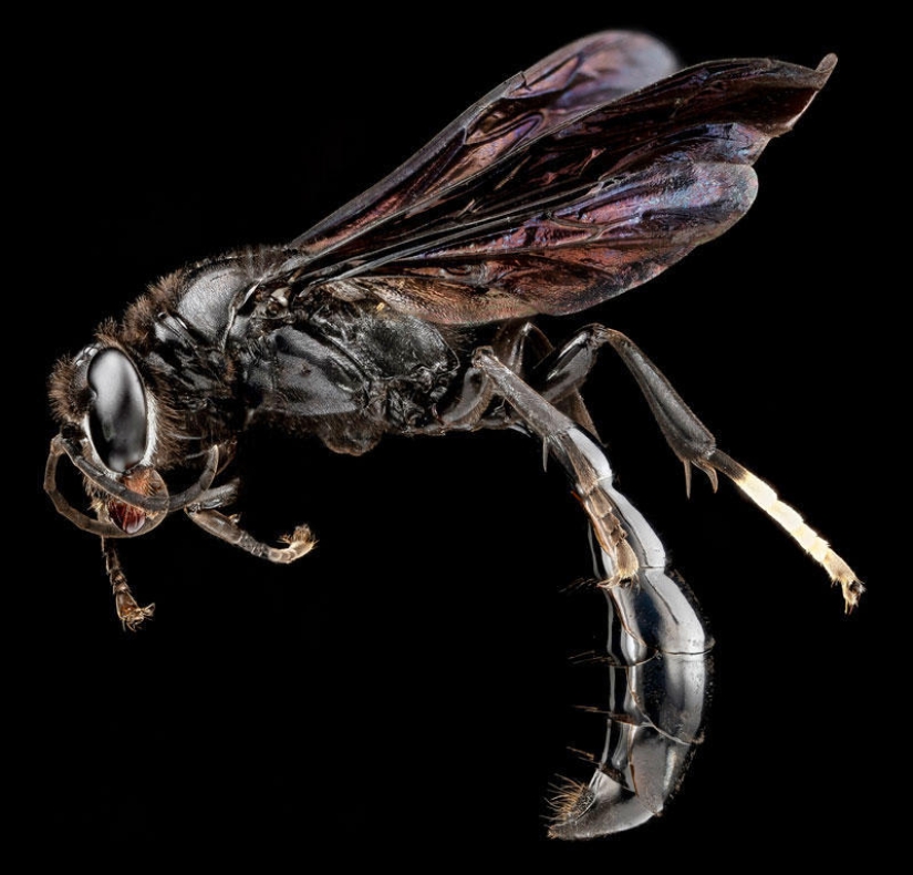 Artrópodos: nada más cerca Artrópodos: nada más cerca