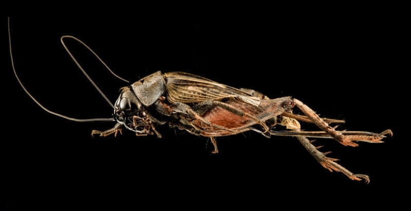 Artrópodos: nada más cerca Artrópodos: nada más cerca