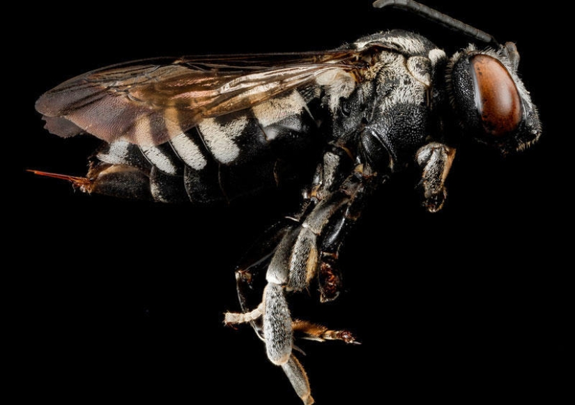 Artrópodos: nada más cerca Artrópodos: nada más cerca