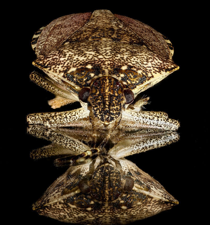 Artrópodos: nada más cerca Artrópodos: nada más cerca