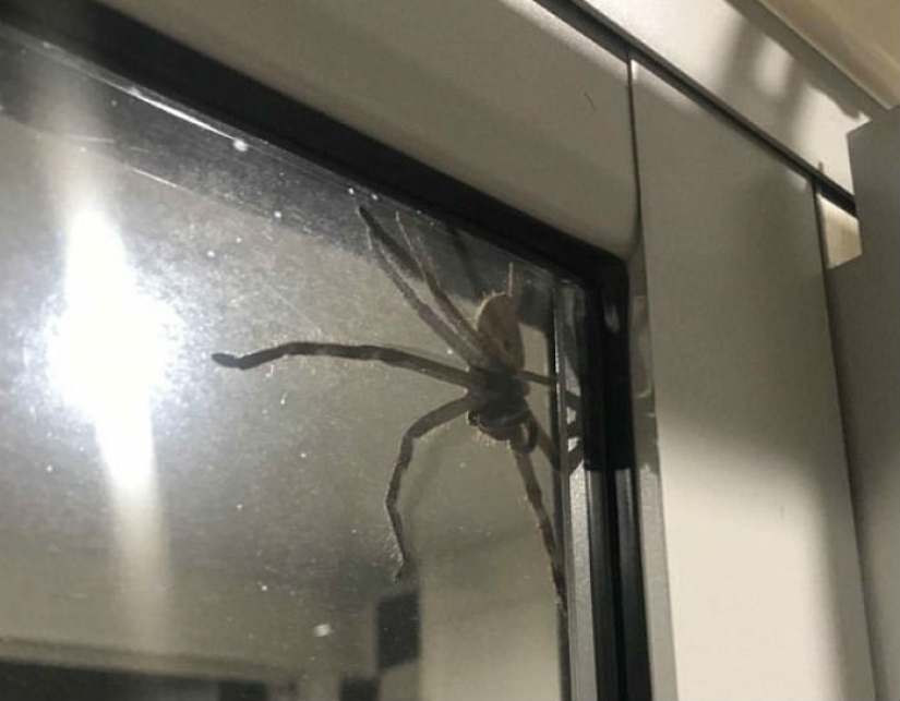 Australia photographed, it seems, the largest spider in the world