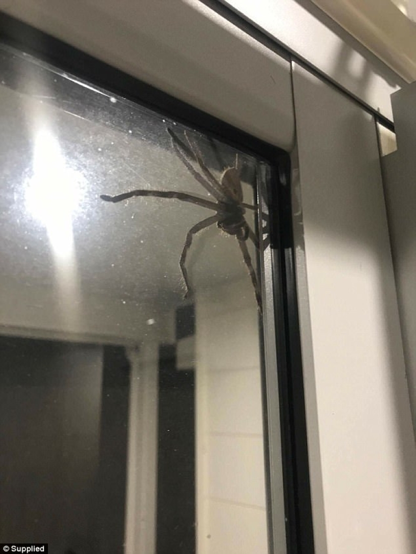 Australia photographed, it seems, the largest spider in the world Australia photographed, it seems, the largest spider in the world