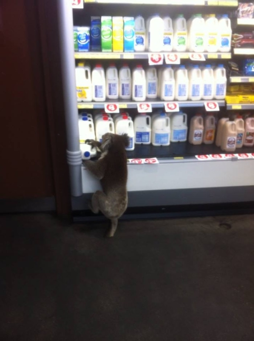 Australian animals that don't care about your stereotypes Australian animals that don't care about your stereotypes